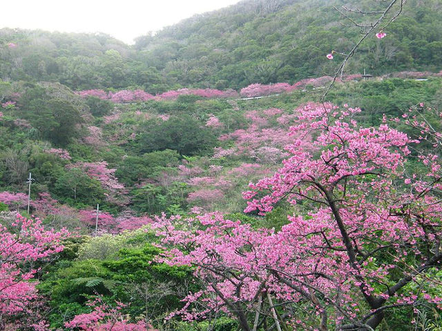 もとぶ八重岳お膝元|日本一早い桜まつり_山川酒造