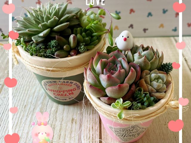 多肉植物の寄せ植え_SUNNY CHERRY