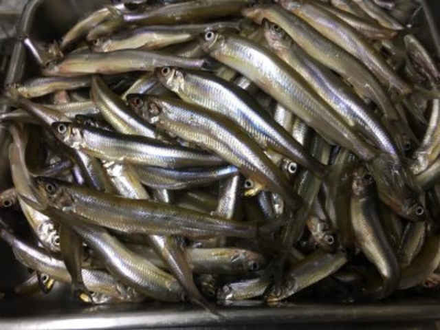 わかさぎ大漁!!_野尻湖 宮川旅館