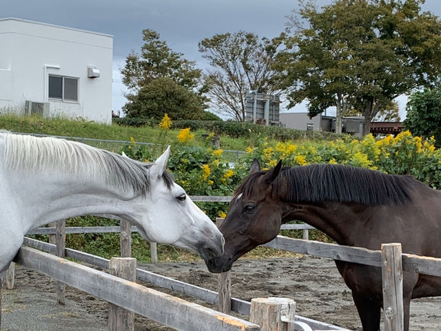 牧之原乗馬クラブ
