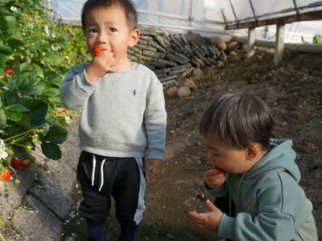 お子様連れにも大人気です!_サクザ農園