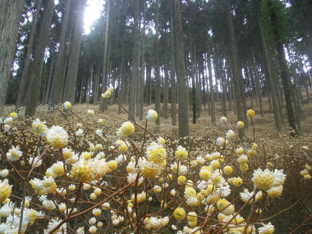 野倉の里 ミツマタの森
