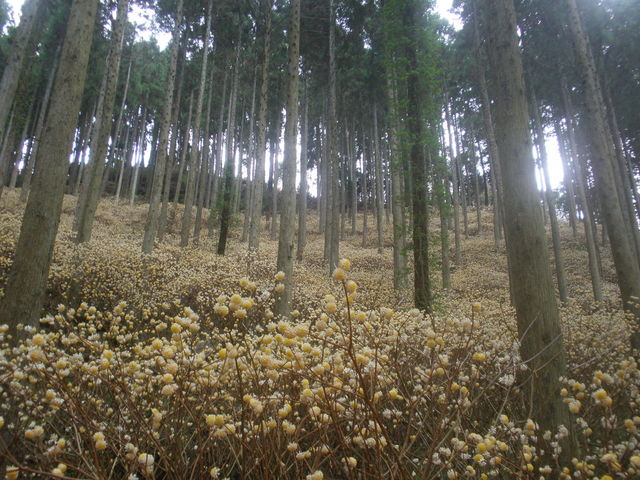 野倉の里 ミツマタの森
