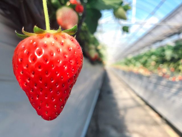 いちご家のむのむ