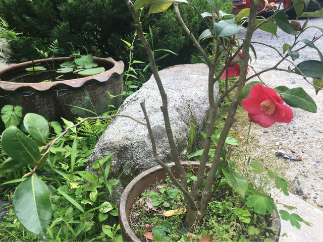庭では四季折々の花を楽しむこともできます。_笹平工房