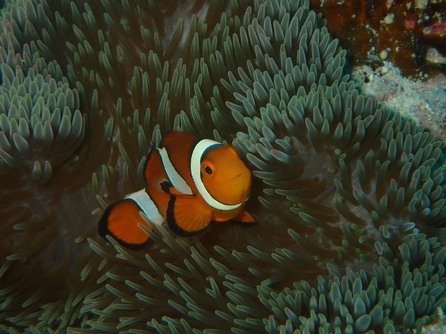 可愛いカクレクマノミ!_NOVA DIVE RESORT 石垣