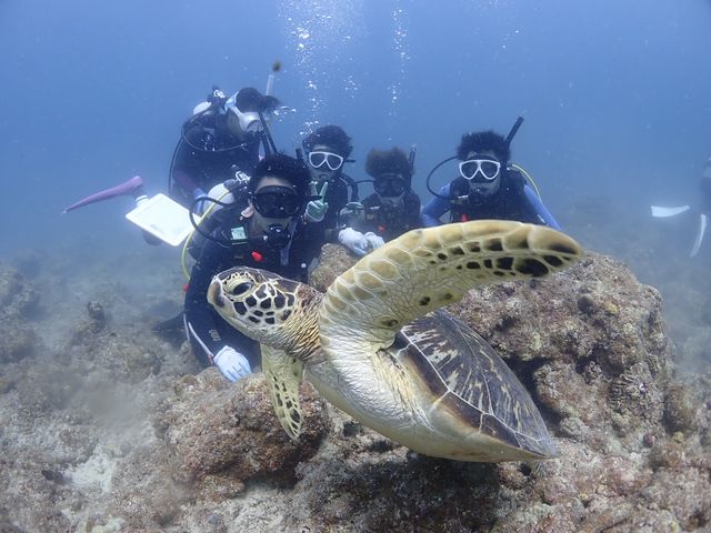 カメの目の前で見る事ができます!_NOVA DIVE RESORT 石垣