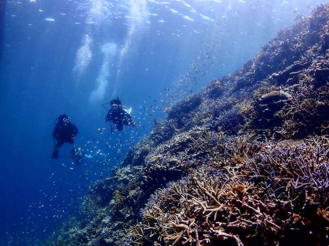サンゴもりもりのポイントでダイビングしましょう!_NOVA DIVE RESORT 石垣