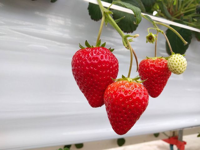 いちごスタジアム