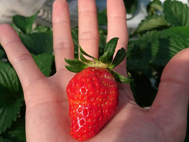かぐや農園