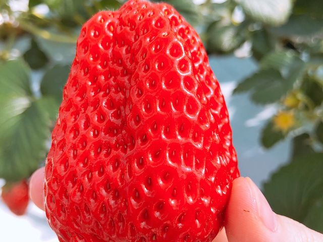 かぐや農園