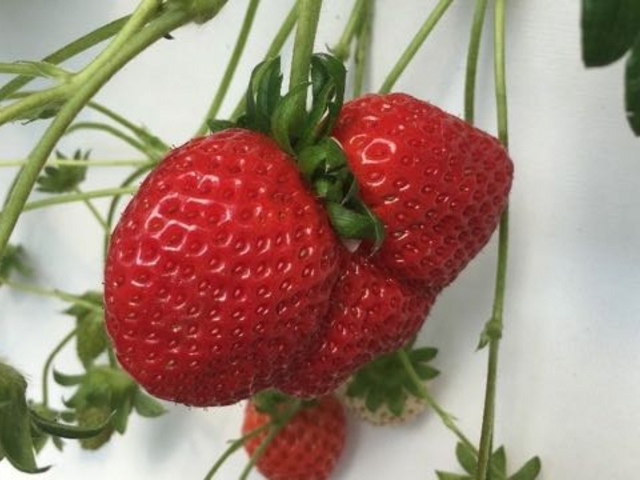 ハート型のイチゴ_美らイチゴ 糸満ハウス