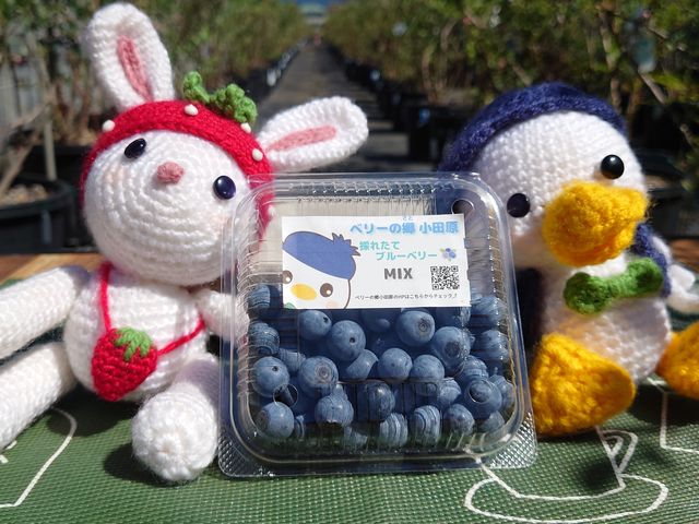 ブルーベリーもやっております_いちご・ブルーベリー農園 ベリーの郷