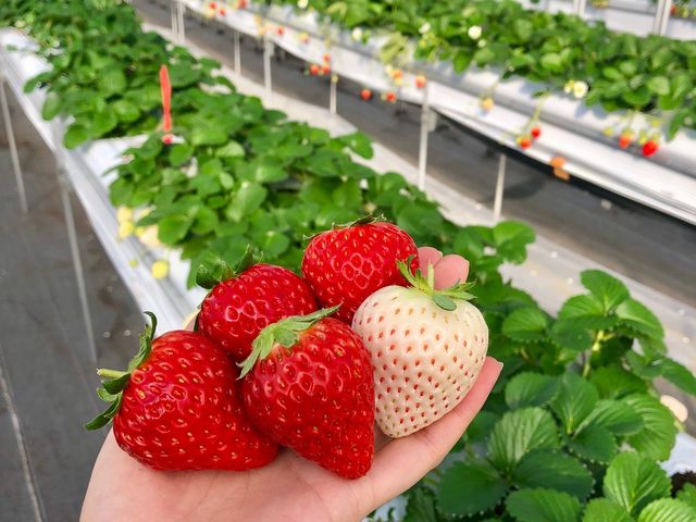 いちご・ブルーベリー農園 ベリーの郷