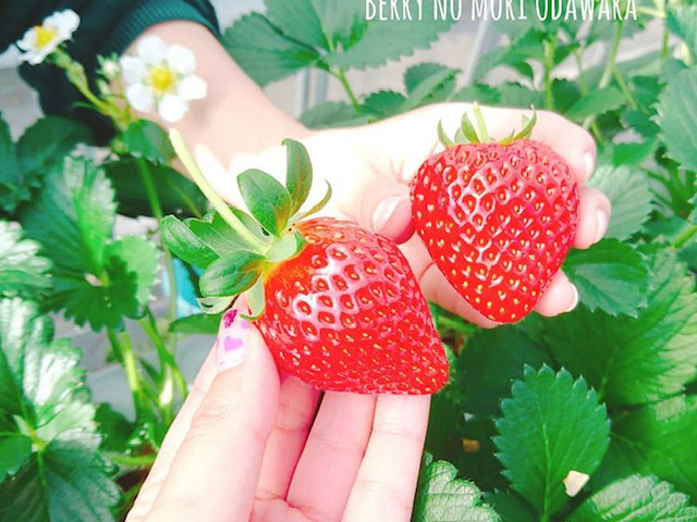 いちご・ブルーベリー農園 ベリーの郷