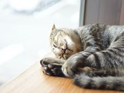 保護猫カフェ285の写真2