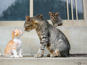 猫写真家・森永健一写真教室の写真2