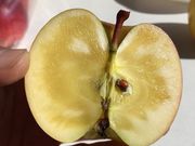 しいなりんご園の写真3