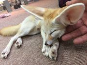 もふれる屋 カラハリの写真3