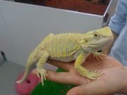 もふれる屋 カラハリの写真4