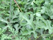 糸島福吉体験農園の写真2