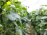 糸島福吉体験農園の写真3