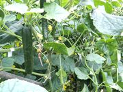 糸島福吉体験農園の写真4