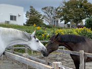 牧之原乗馬クラブの写真2