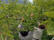 嘉信果樹園の写真2