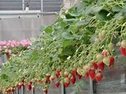 夢いちごの郷 半澤いちご農園の写真2
