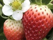 夢いちごの郷 半澤いちご農園の写真3