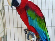 アニマルクックズーの写真3