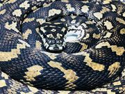 アニマルクックズーの写真4