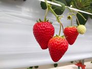 いちごスタジアムの写真2