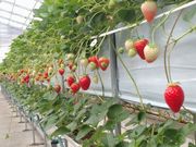 いちごスタジアムの写真3