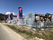 いちご農園 雅ファームの写真2