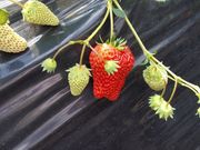 心いちご園の写真2