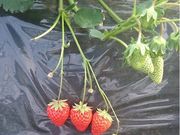 心いちご園の写真3