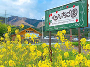 心いちご園の写真4