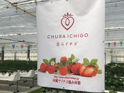 美らイチゴ 糸満ハウスの写真3