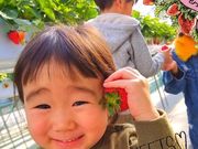 Angelina berrys farmの写真3