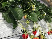 Angelina berrys farmの写真4