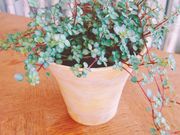 プラージェ陶芸教室の写真4