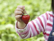 加藤さんのいちご園の写真3
