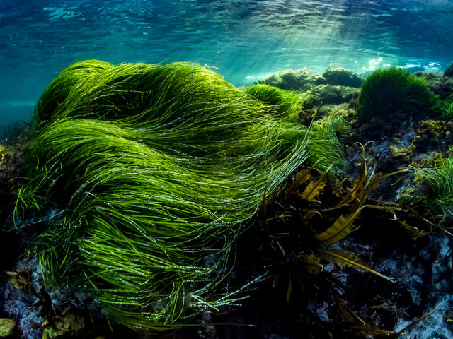 波にたなびくのは海草のスガモです_ダイビングサービス グラントスカルピン