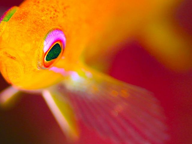 OceanStudio