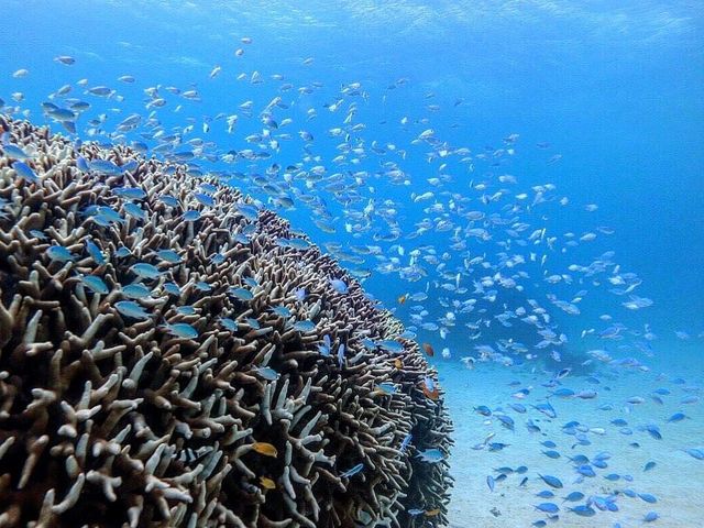 海には熱帯魚がたくさん!_ダイビングスクール マレア新宿店