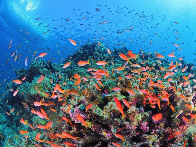 まるで水族館の中にいるような風景が目の前に!_ダイビングスクール マレア新宿店