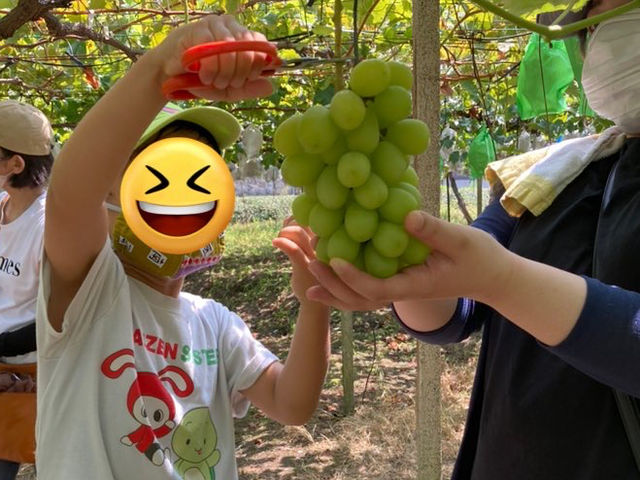 みよばあちゃんのぶどう畑
