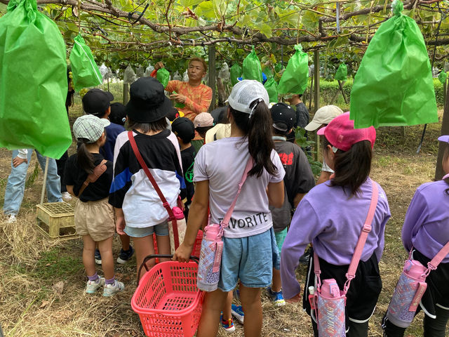 みよばあちゃんのぶどう畑